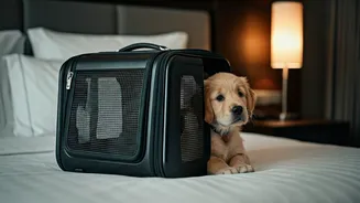 Furry Companions Are No Longer Travel Afterthoughts