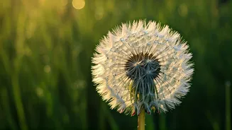 Baisakhi 2026: Cherish & Share 65 Heartfelt Wishes & Messages!