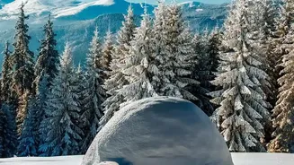 Where To Find Scenic Pine Meadows Ideal For Overnight Snow Camping