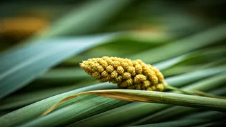 Young India Is Falling In Love With Millets Again