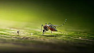 Puttur’s Dengue Alert Needs National Attention