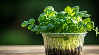 Urban Gardeners Successfully Grow Fresh Coriander In Recycled Plastic Containers