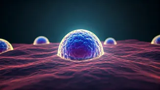 Daily Multivitamins: A Cellular Fountain of Youth or Wishful Thinking?