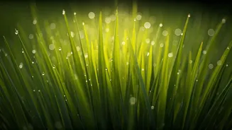 Barefoot Strolls On Dewy Grass Are The New Wellness Craze