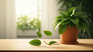 Springtime Leaf Drop: 5 Houseplant Shedding Mysteries Solved (No Need to Panic!)