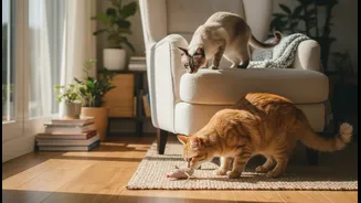 A Second Rescue Cat Doesn't Have to Mean Constant Fights