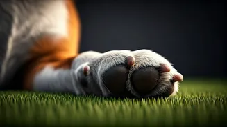 Protecting Paws: Smart Steps To Maintain Canine Pad Health Always