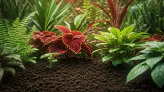 Your Monsoon Garden Starts Here