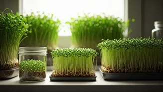 Effortless Home Sprouting: Your Guide to Growing Chia Seeds Indoors