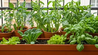 Kitchen Garden Beginners, Start With These Vegetables