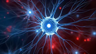 Lost Brain Cells Linked to Dangerous Blood Pressure Swings: New Insights