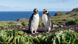 Is Recognised As A New Penguin Species: Kerguelen Penguin Marks The First New Penguin Species In Over A Century