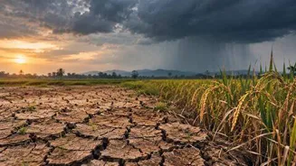 India records driest monsoon since 2016, rainfall down over 12%