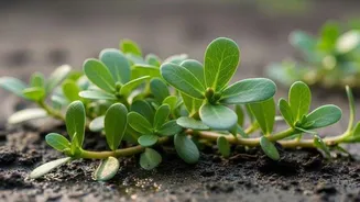 Wild purslane: 5 dishes you'll love