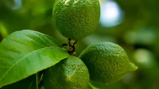 Indi Lime: The Regional Fruit Shaping A Karnataka Town's Identity