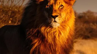 Asiatic Lions Return To Gujarat's Barda Sanctuary After 144 Years Away