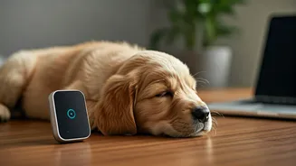 Why Remote Tech Workers Must Buy Smart Pet Tracking Monitors