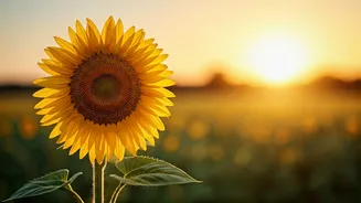 Embrace Your Potential: Discover How Life Flourishes When Fear Ends