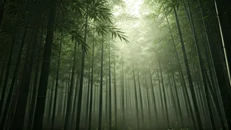 Japan Summer Humidity Warning: Still Worth Every Single Rupee