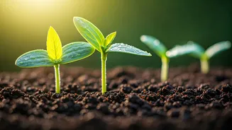 Spring Transplanting Success: Nurturing Your Seedlings for a Thriving Garden