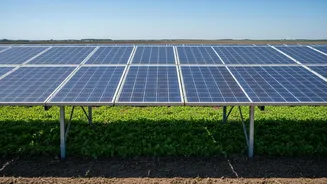 India's Agrivoltaics Push Shows the Value of Crop Shade