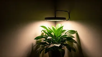Grow Lights Are The Lazy Sunlight Solution