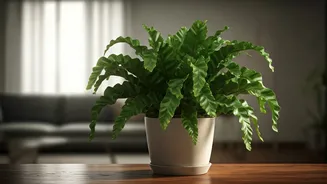 Bird's Nest Ferns Offer Elegant Aesthetics With Absolute Safety