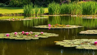 Cancer Horoscope: Calm Choices for Growth Today (October 23, 2025)