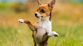 How Urban Pet Parents Protect Dog Paws From Painful Fungal Infections After Wet Monsoon Walks