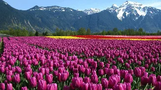 Asia’s largest tulip garden in Srinagar to open on March 16: Full details on dates, ticket price, and everything visitors must know