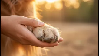 New Human-Animal Interaction Research Makes Momentary Pet Contact, Not Simple Ownership More Important than the Headline Suggests