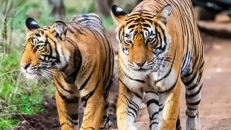 Indian Holidaymakers Are Looking At Wildlife And Nature Escapes After The Rains