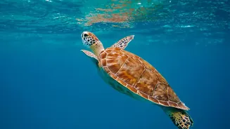 New Research Puts Magnetic Memory Behind Olive Ridley Homing