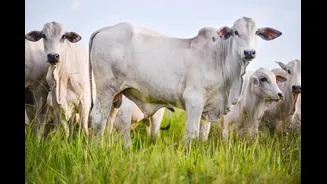 EUA diz que exportação de carne brasileira para China é "desleal"