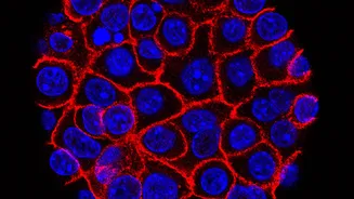 Experimental Pill Shows Promise in Extending Survival for Pancreatic Cancer Patients