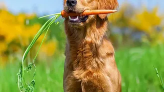 Planning Backup Pet Feeding Routines Starts With Clear Choices About Late Workdays