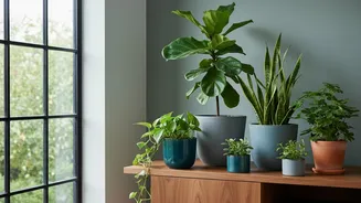 Plan For Houseplant Shopping Around Window Direction And Available Space