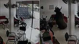 Kerala: Wild Buffalo Charges Into Bike Showroom, Crashes Onto Glass, Bikes In Kannur, Dramatic CCTV Video Goes Viral
