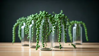 Propagating Trailing Jade In Glass Bottles Decorates Work Desks