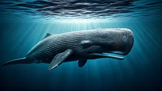 Sperm Whales: Decoding Human-Like Language Patterns