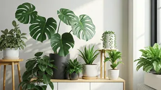 Indoor Plants Are The Budget Room Upgrade