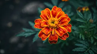Marigolds Are Monsoon's Unsung Garden Heroes