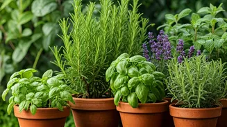 Mosquito Prevention Begins In Your Garden Corner