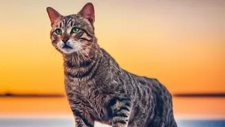 International Cat Day Is a Good Time to Refresh Emergency Details