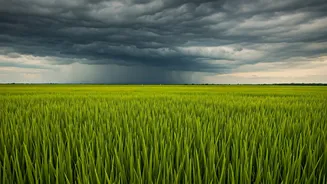 The Story Behind India's Kharif Season