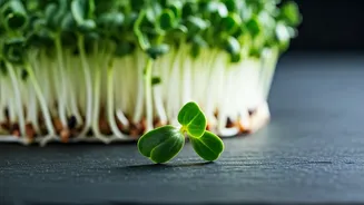 Sprout Savvy: Why Daily Raw Consumption Might Be Harming Your Health