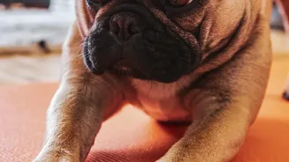 How Gentle Indoor Exercises Help Distract Anxious Dogs During Heavy Thunderstorms