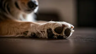 Paw Hygiene, Dry Fur, Tick Checks: Sorted