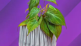 A Simple Care Guide For Lemon Plants: Key Facts And Context