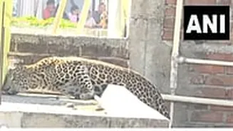 Nagpur Leopard Attack: 7 Injured As Big Cat Enters Residential Area In Pardi; Forest Minister Pushes For AI Sirens & More Precautions